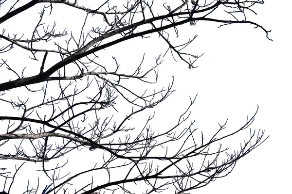 Ξηρά Κλαδιά Σπασμένη Μαύρη Κρούστα Μέρος Του Δέντρου Όμορφο Από — Φωτογραφία Αρχείου