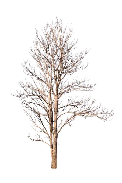 Old Dead Trees Have Separate Black Brown Leaves White Background — Stock Photo, Image