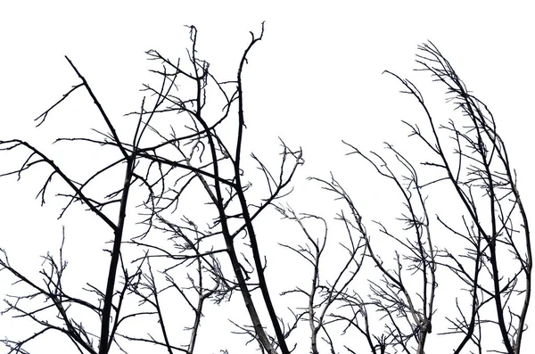 Ξηρά Κλαδιά Σπασμένη Μαύρη Κρούστα Μέρος Του Δέντρου Όμορφο Από — Φωτογραφία Αρχείου
