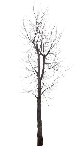 Old dead trees that do not have separate black-brown leaves on a white background