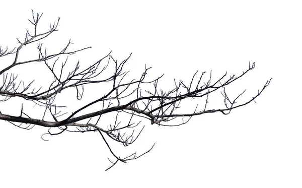 Dry Branches Cracked Dark Crust Part Tree Beautiful Forest Isolated — Stock Photo, Image