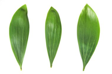 Beyaz arkaplanda soyut tropikal yeşil yapraklar 