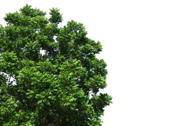 Ağaç tepesi, doğal olarak güzel tropiklerdir. Mimarlık, reklamcılık ve web sitesi tasarımı için kullanılır. Beyaz arkaplanda izole edilmiş, kopyalama alanı ile.