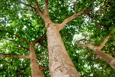 Güneşli baharda ormanın arka plan alçak açısı