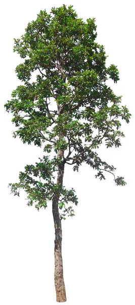 Duże Tropikalne Drzewa Piękne Przyrodzie Wykorzystywane Projektowania Architektury Lub Reklamy — Zdjęcie stockowe