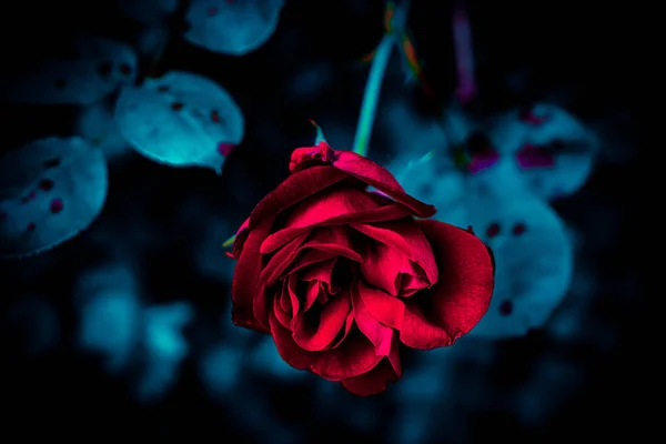 Une Rose Rouge Avec Des Feuilles Bleu — Stock Photo, Image