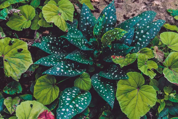 Artıcılar avec des feuilles verte planlar