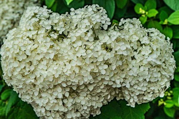 Une Jolie Fleur Blanche — Foto Stock