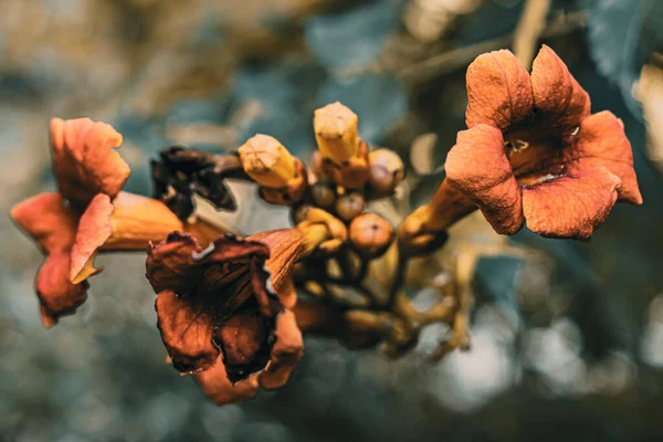 Des fleurs in automne 'a katıldı
