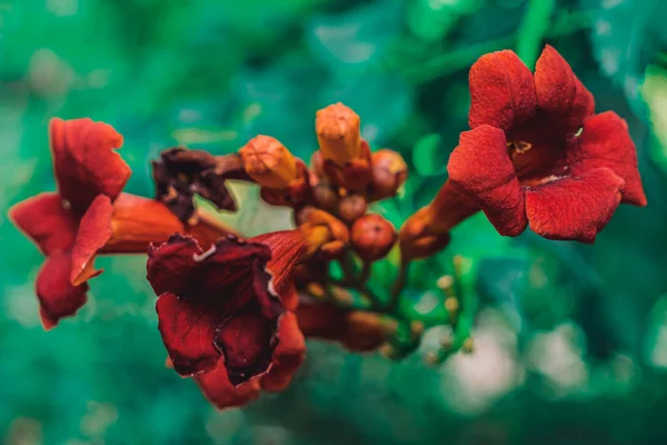 Une jolie fleur ruge en gros plan