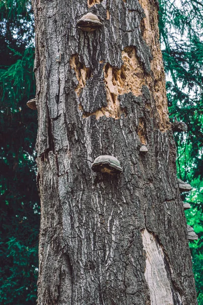 Unbre avec des Champignons