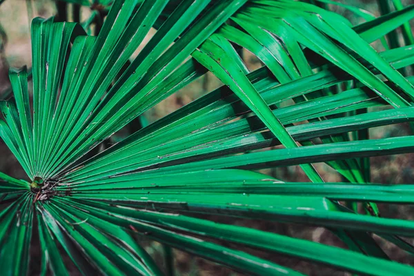 Bir plante avec des feuilles vertes en gros plan