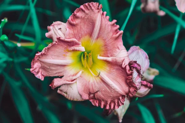 pembe ve sarı çiçek