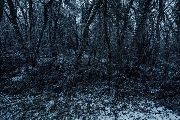 Ліс Взимку — стокове фото