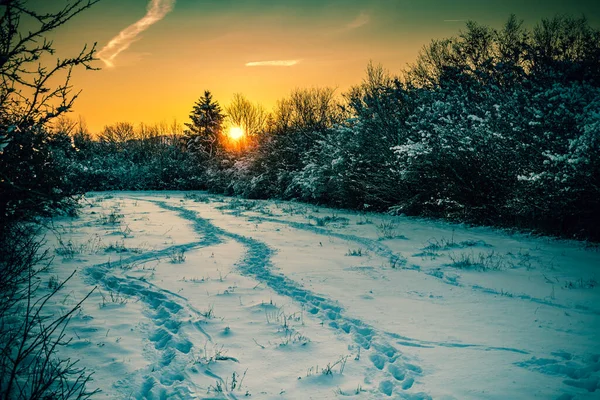 Solnedgång Vintern Skogen — Stockfoto