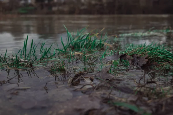 Трава Окружена Водой — стоковое фото