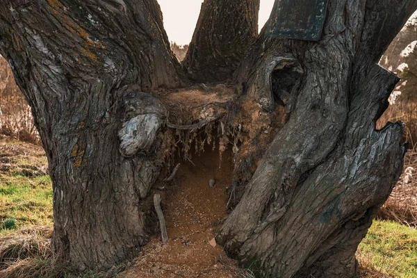 Eski büyük bir ağaç gövdesi.