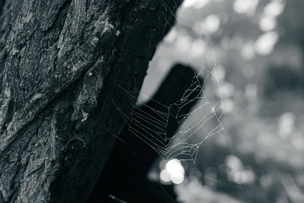 Ağaçtaki siyah beyaz örümcek ağı