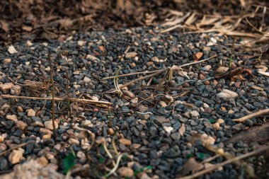 mavi çakıl taşları yakın