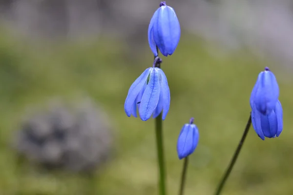 ブルー スノー ドロップの花春の森 — ストック写真