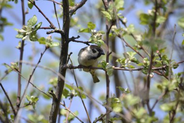 bir ağaç elma çiçeği üzerinde oturan serçe