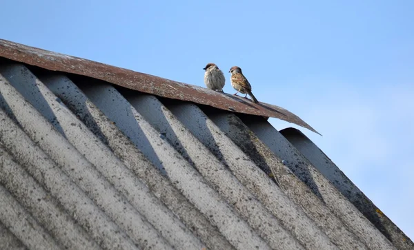 two sparrows on the roof covered with slate