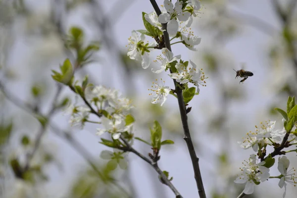 Abeille volant vers les branches des fleurs de cerisier — Photo