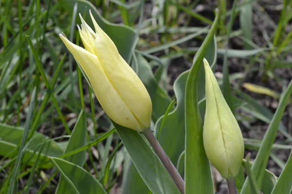 blossoming bud of a yellow tulip