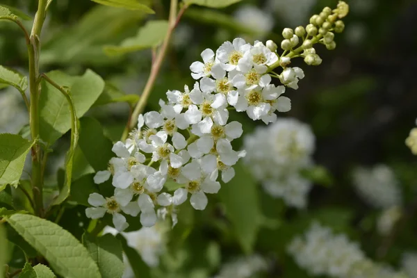 Fiori aperti di ciliegia selvatica in bianco — Foto Stock