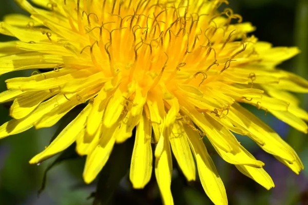 Yellow dandelion flower close up — Stock Photo, Image