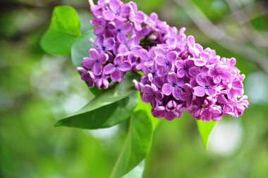 Leylak dalı koyu mor bahar ay Mayıs