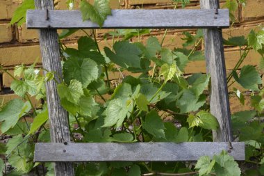 Ahşap merdiven bir çerçevede kırmızı tuğla duvar arka planda yeşil üzüm yaprakları