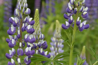 yeşilliklerin zemin karşı mor lupines