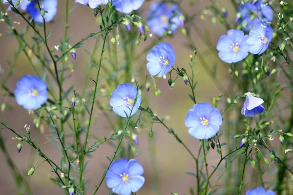 柔らかい青い花夏の始まり. — ストック写真