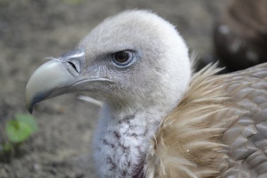 bir yırtıcı bakışları ile klavye yakın çekim kafa