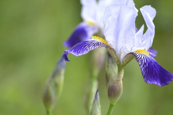 緑の背景にアイリスの花の青と白ローズ アップ — ストック写真