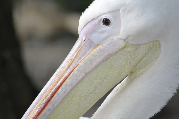 stock image Pelican head profile close-up with a big beak