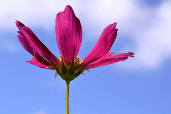 从下面的蓝色天空视图的背景花儿红. — 图库照片