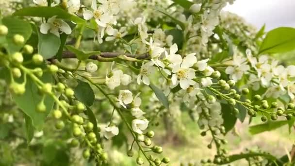 Buske av vita blommande fågel körsbär — Stockvideo