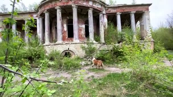 Le chien court le long du vieux manoir abandonné — Video