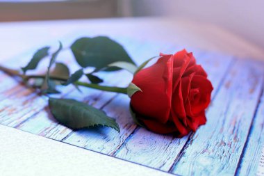 Kırmızı gül mavi ahşap arka planda yatıyor