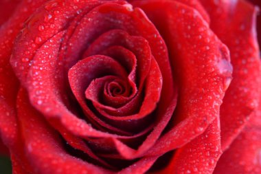 Su damlacıkları ile kırmızı gül