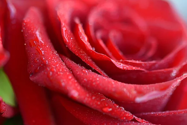 붉은 물방울 이 가까이 있는 붉은 장미 — 스톡 사진