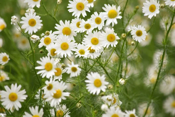 Summer background chamomile officinalis in the meadow — Stock Photo, Image