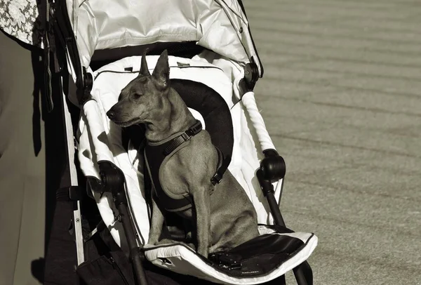 Pies Siedzi Wózku Letni Dzień — Zdjęcie stockowe
