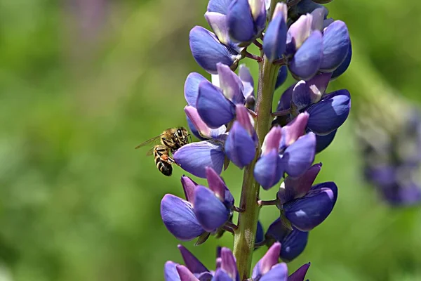 蜜蜂在绿色的背景下 在蓝色的丁香花上采蜜 — 图库照片