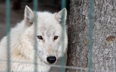 Bir kutup kurdunun burun deliğine benzeyen ağzı açık bir burun.