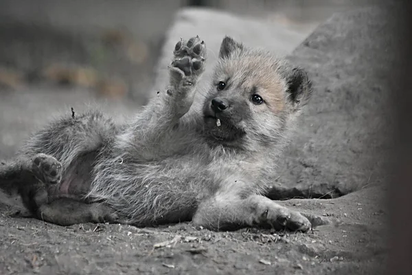 Loup Polaire Bébé Ourson Jouant Dans Zoo — Photo