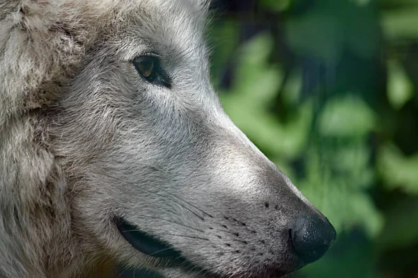 Yeux Nez Profil Museau Loup Gris Gros Plan Sur Fond — Photo