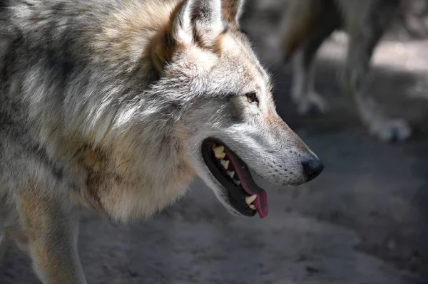 Yeux Nez Dans Museau Profil Loup Gris Gros Plan Bouche — Photo